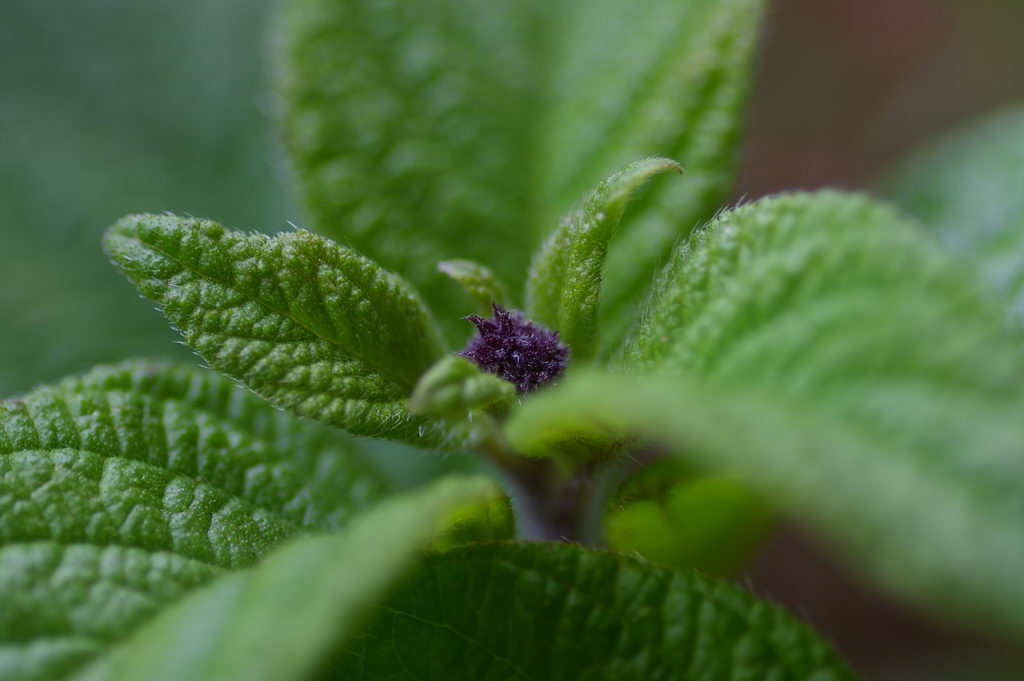 garden heliotrope